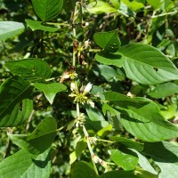 Dendrolobium triangulare (Retz.) Schindl.